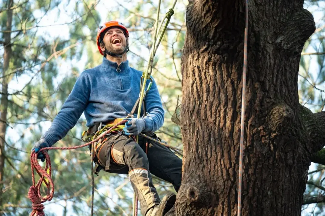 Earthwise arborist roped in beside a tree trunk