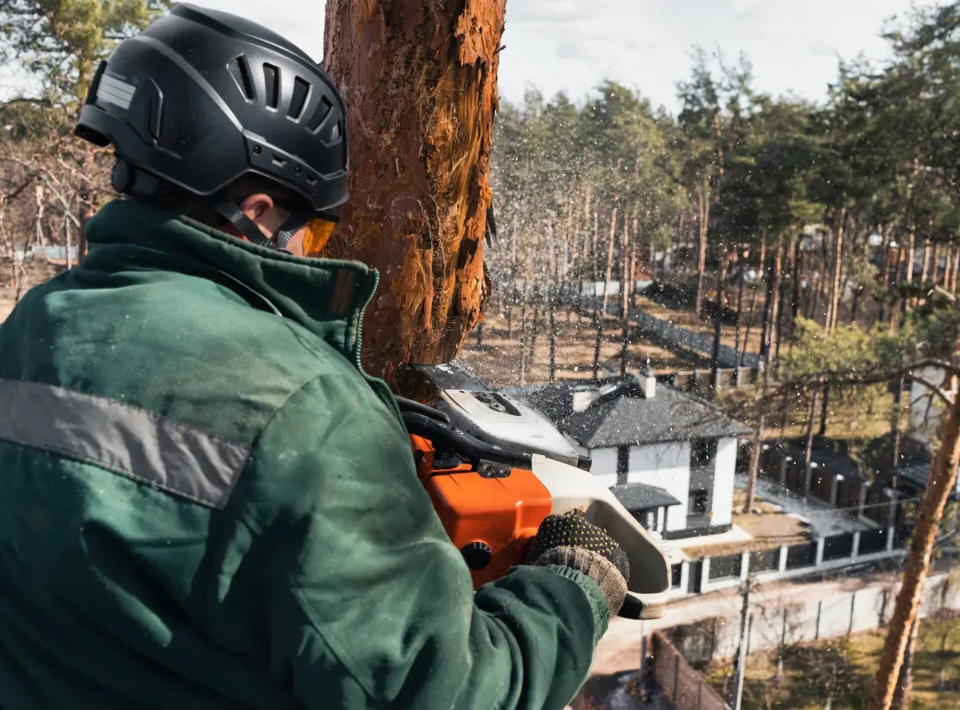 Arborist in a helmet cutting a trunk down in sections at height above houses