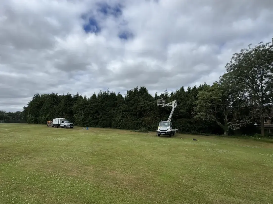 Cherry picker working along a line of conifers beside a playing field