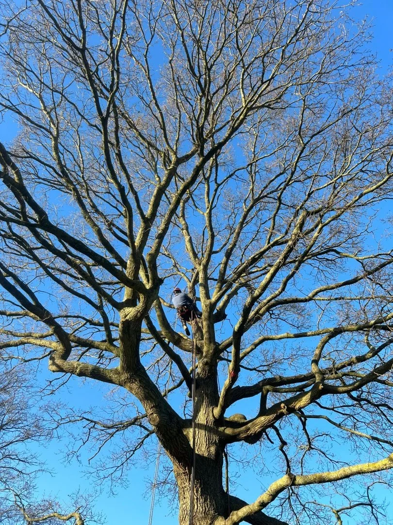 Arborist climbing in the crown of a large oak