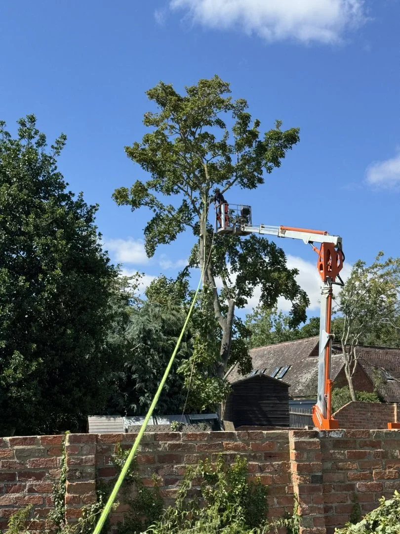 Tree being dismantled from a cherry picker over a garden wall
