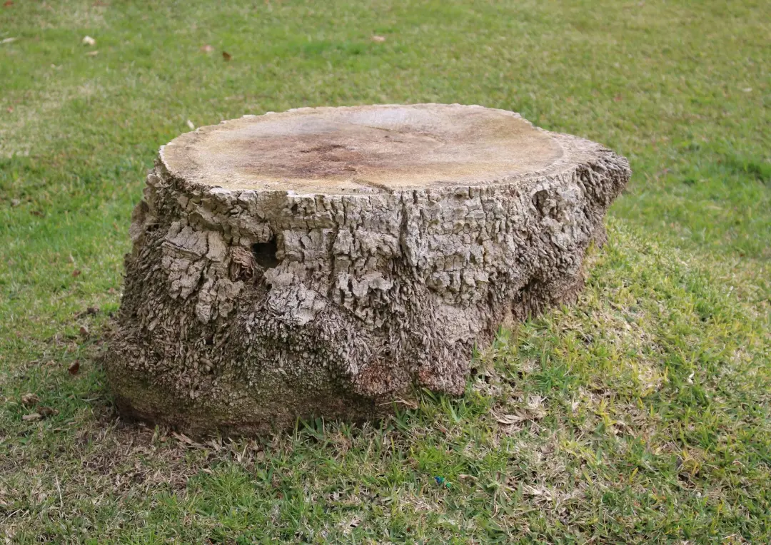 Large cut tree stump in a lawn, ready to be ground out